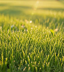 Газонна трава