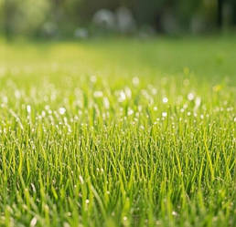 Газонна трава