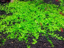 Хемінтус монте Карло (порція 3-4см)