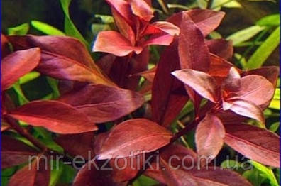 Людвігія рубін (пучок не менше 5 гілочок), фото 1