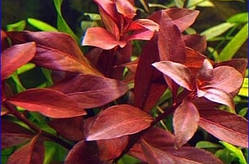 Людвігія рубін (пучок не менше 5 гілочок)