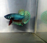 Півник, фото 2