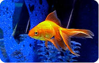 Золотая рыбка 3,5-4см