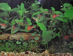 Фон для акваріума односторонній 40 см арт.9013