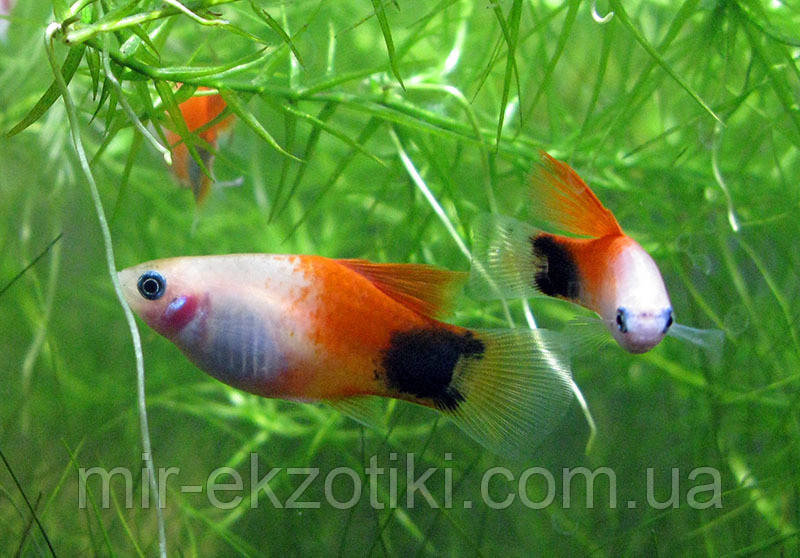 Пецилія Мікі Маус, фото 1