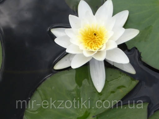 Німфея альба (Nymphaea alba) (молода рослина, поділка)
