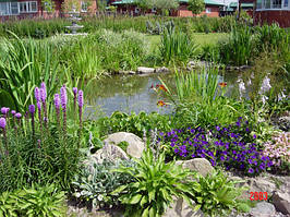 Рослини прибережної зони для водойми