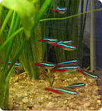 Неон блакитний, фото 2