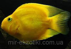 Жовтий папуга 6-7см, фото 1