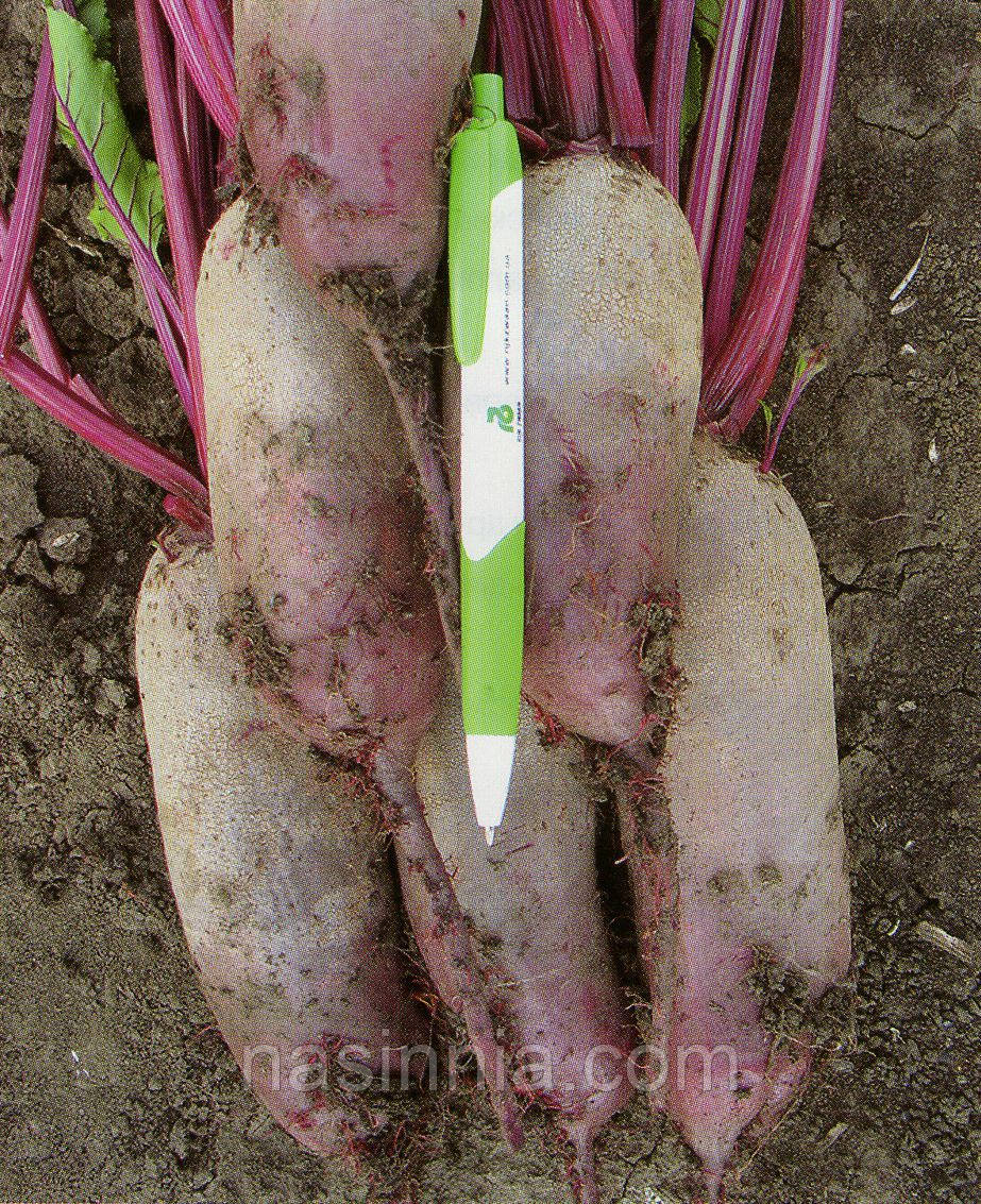 Буряк Карилон 20 грамів, фото 1