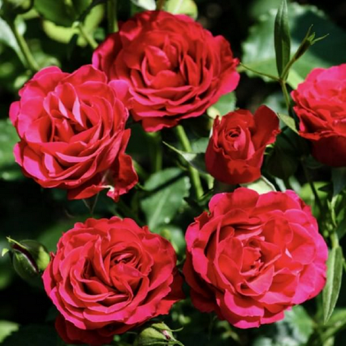 

Роза бордюрная "ТАМАНГО" ('Tamango') / Спрей / Патио / Премиум Качество