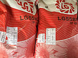 Насіння соняшника Limagrain 5580 стійке до 7 рас заразних для посушливих умов, фото 5