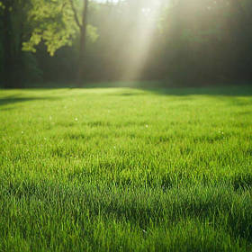 Газон ліліпут 5 кг | Насіння газонних трав | Трава для газону