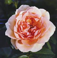 Саджанці кучерявої троянди СКУЛГЕЛ