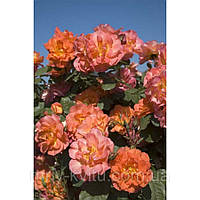 Саджанці в'ється троянди ПОВНИЙ МІСЯЦЬ