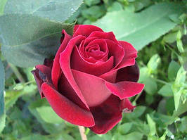 Саджанці виткої троянди "НОРІТА" (1 шт.)