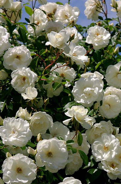 Троянда витка "МОН БЛАН"