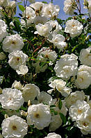 Саджанці плетистої троянди "МОН БЛАН" ПРЕМІУМ (1 шт.)