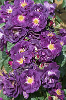 Саджанці в'ється троянди ВЕЙЛЧЕНБЛУ