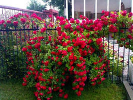 Троянда плетиста Sunset (Сансет) клас А