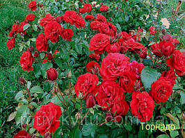 Саджанці троянди паркової "ТОРНАДО" ПРЕМІУМ (1 шт.)