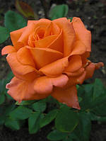 Саджанці троянди паркової ВЕСТЕРЛЕНД ПРЕМІУМ (1 шт.)