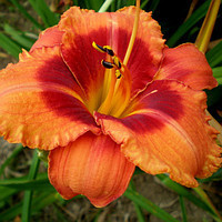 Саджанці ЛІЛІЙНИК Tigger (1 шт.)