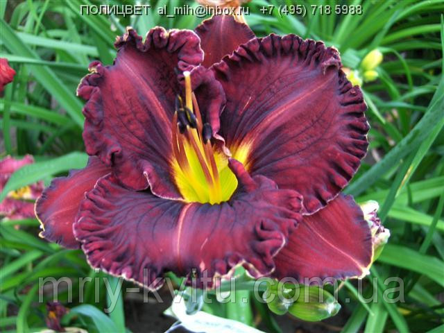 Саджанці ЛІЛЕЙНИК Purplelicious