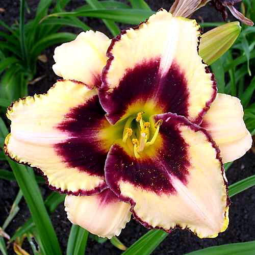 Саджанці ЛІЛЕЙНИК Canadian Border Patrol