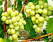 Саджанці винограду раннього терміну дозрівання сорти Галбена Ноу, фото 3