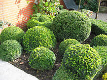 Самшит вічнозелений Саффруктикоза \ Buxus sempervirens Suffruticosa ( саджанці 3роки С3л шар), фото 2