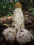 Міцеля Веселка звичайна, Phallus impudicus, фото 2