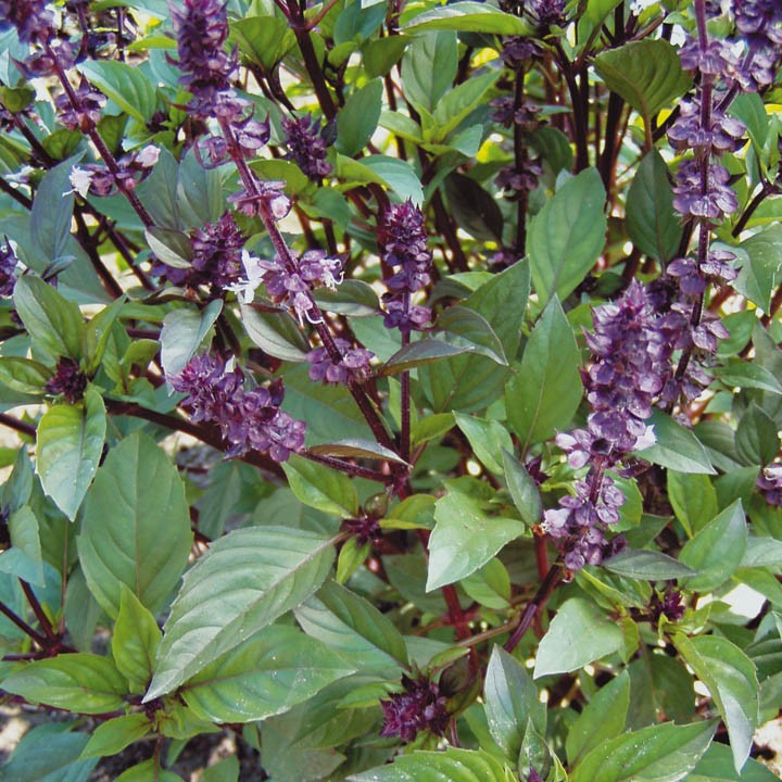 Базилик зеленый семена сорта Анисовый аромат однолетнего растения для приготовления блюд - фото 1 - id-p498626492