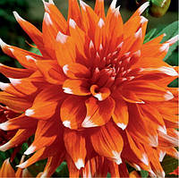 Жажанець ГЕОРГІНА кактусова Color Spectacle