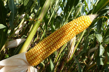 Насіння кукурудзи Mas 44.А