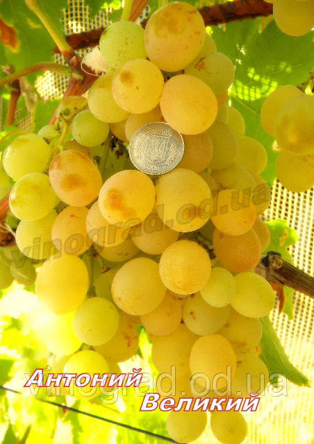 Саженцы винограда среднего срока созревания сорта Антоний Великий - фото 3 - id-p498926546