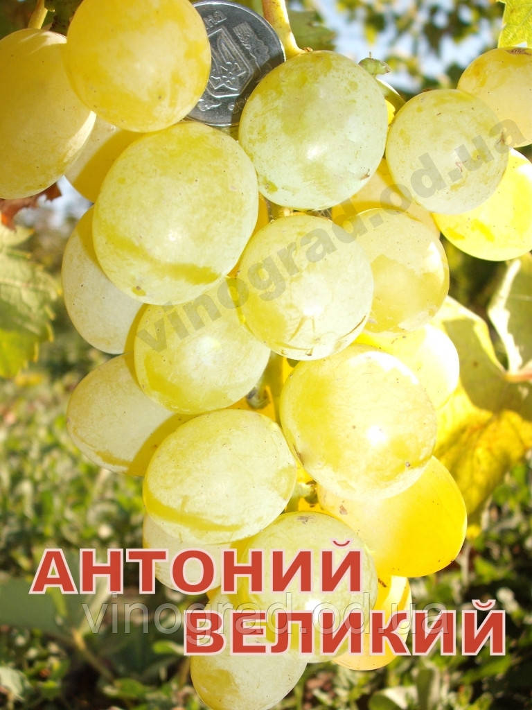 Саженцы винограда среднего срока созревания сорта Антоний Великий - фото 1 - id-p498926546