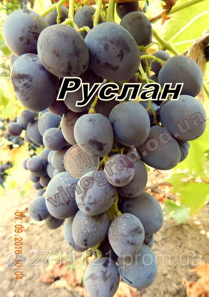 Саджанці винограду раннього терміну дозрівання сорту Русан