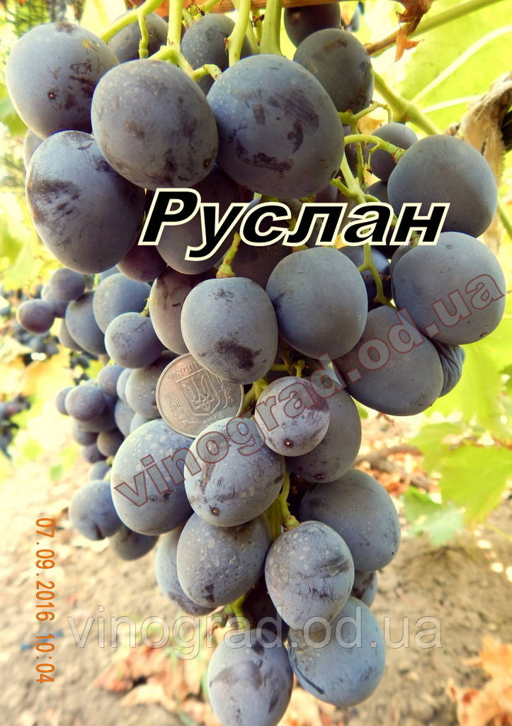 Саженцы винограда раннего срока созревания сорта Руслан - фото 1 - id-p498963628