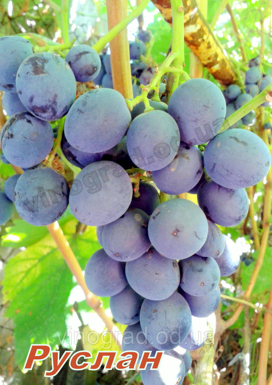 Саженцы винограда раннего срока созревания сорта Руслан - фото 2 - id-p498963628