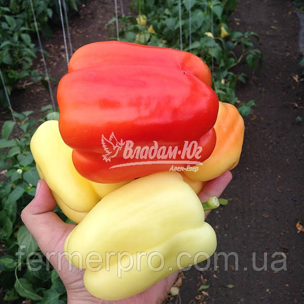 Насіння Перець Оїда F1 250 насіння Clause, фото 1