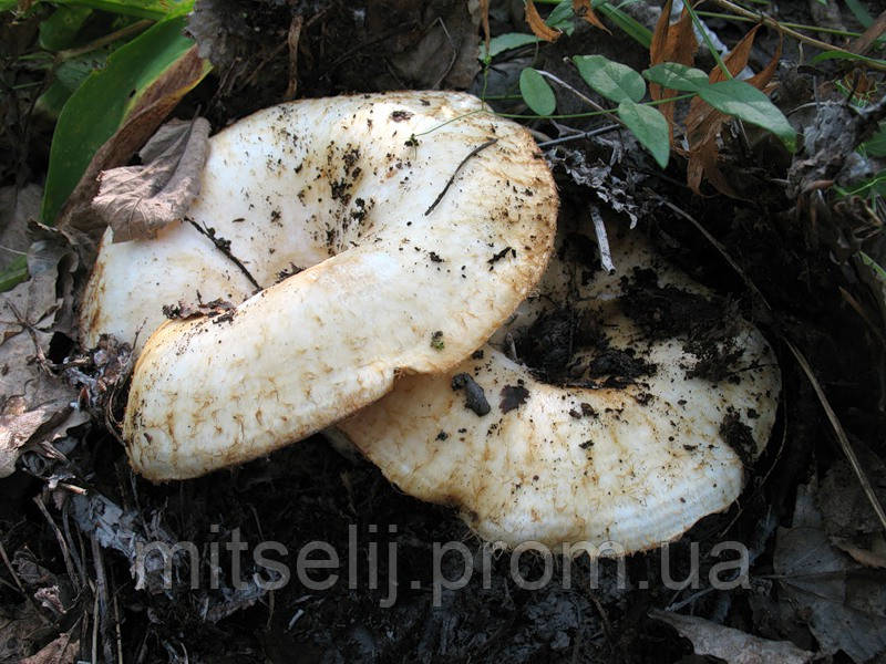 Міцелястий Грузд справжній, Lactarius resimus