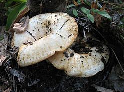 Міцелястий Грузд справжній, Lactarius resimus