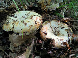 Міцелястий Грузд справжній, Lactarius resimus, фото 2