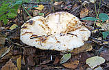 Міцелястий Грузд справжній, Lactarius resimus, фото 3