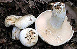 Міцелястий Грузд справжній, Lactarius resimus, фото 5