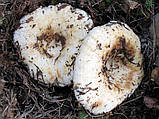 Міцелястий Грузд справжній, Lactarius resimus, фото 6