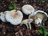 Міцелястий Грузд справжній, Lactarius resimus, фото 7