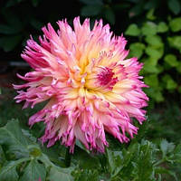 Саджанець ЖОРЖИНА фимбриата Nenekazi