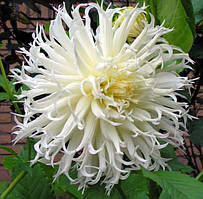 Саджанець ЖОРЖИНА фимбриата Tsuku-Yori-No-Shisha